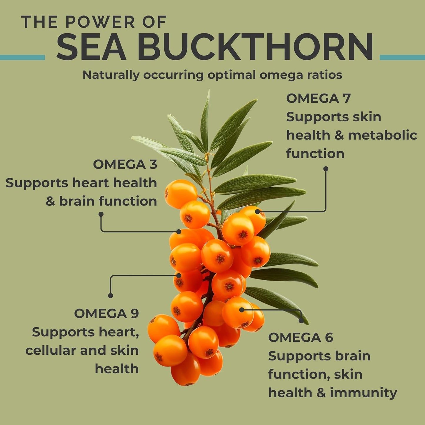 Organic Sea Buckthorn Oil, Omega-7 Complete Softgels, 60 Count, with Omega 3, 6 & 9, Supports Hair, Skin & Nail Health, 1000Mg per Serving