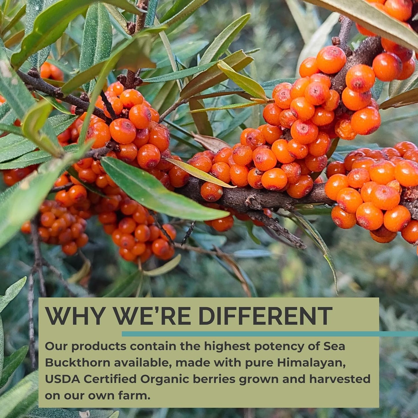 Organic Sea Buckthorn Oil, Omega-7 Complete Softgels, 60 Count, with Omega 3, 6 & 9, Supports Hair, Skin & Nail Health, 1000Mg per Serving